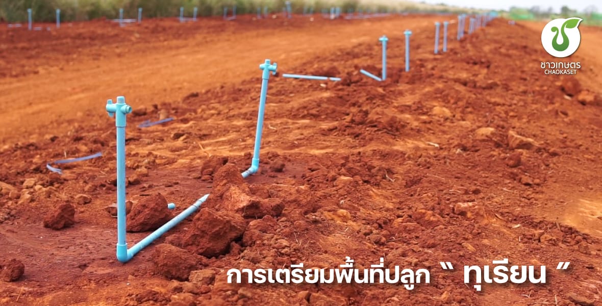 การเตรียมพื้นที่ปลูก “ทุเรียน”